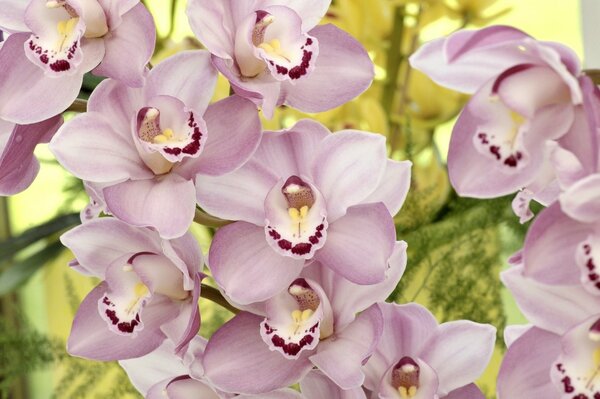 Orchideenblätter haben eine ungewöhnliche Farbe