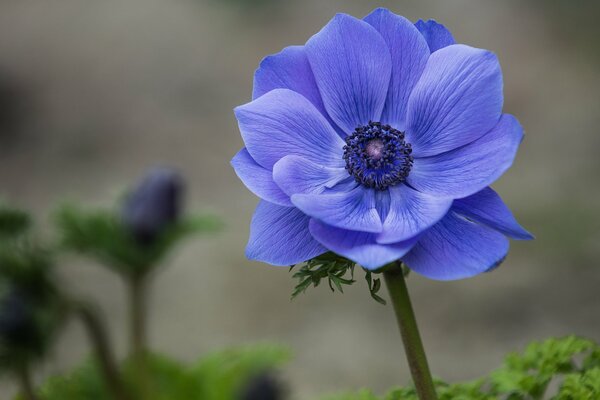 Bright blue flower on a blurry background