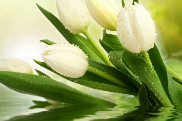 Gouttes sur les fleurs de tulipes blanches