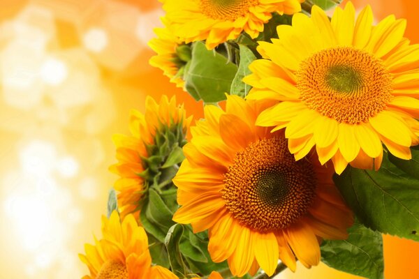 Bouquet de tournesols sur fond jaune
