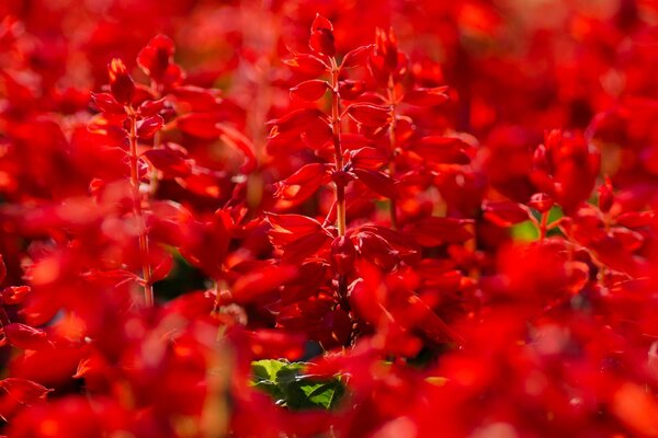 Rote Salvia Blumen im Sommer