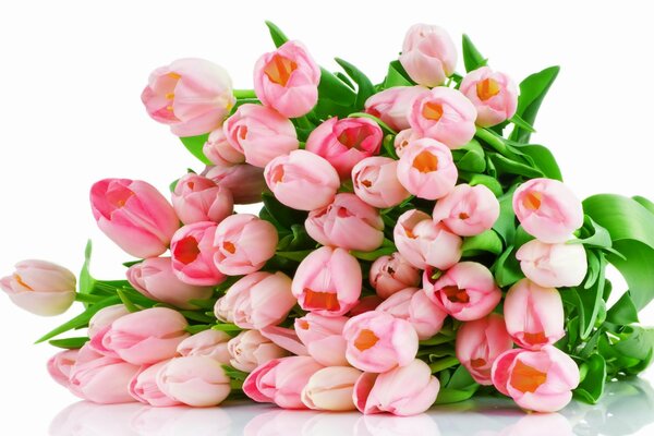 Bouquet de tulipes roses sur fond blanc