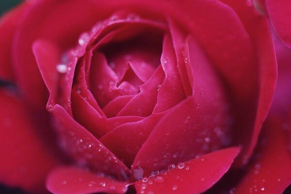 Gouttes d eau sur les pétales de rose