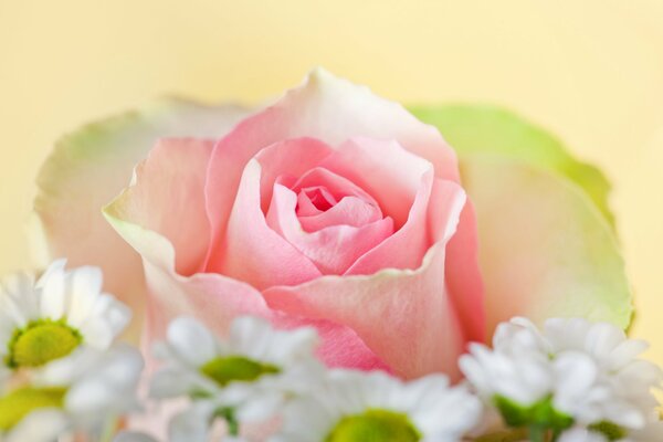 Daisies on the background of a large rose