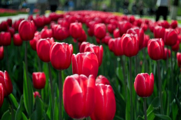 Rote Frühlingstulpen im Blumenbeet