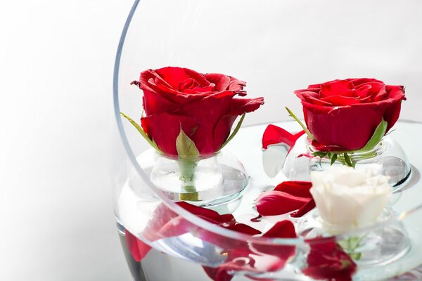 Pétales de roses rouges sur l eau