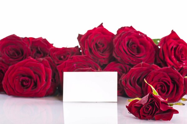 Bouquet de roses rouges sur fond blanc