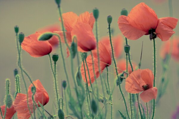 Amapolas rojas sobre un fondo uniforme