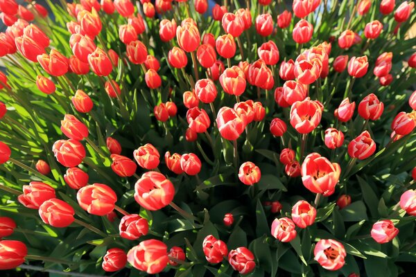 Muchos brotes de tulipán rosa