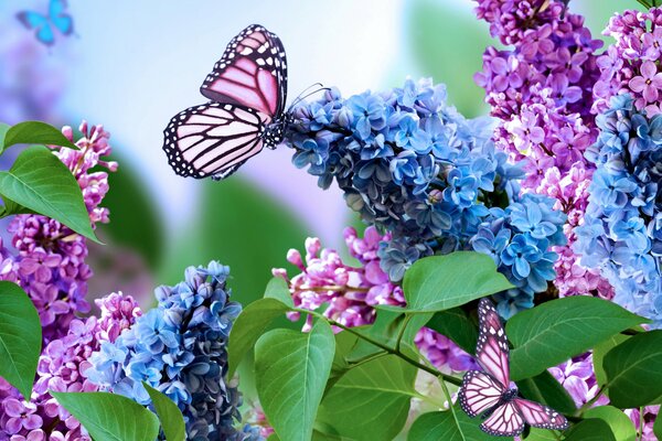 Magical lilac butterflies and flowers