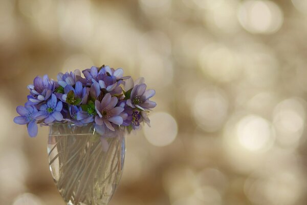 Violetas como símbolo de simplicidad y belleza