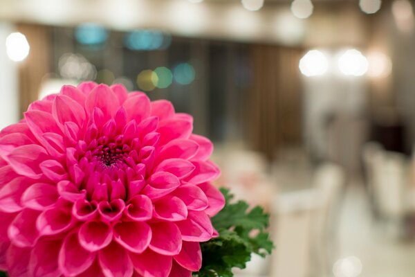Bellezza e succosità di alovo Dahlia