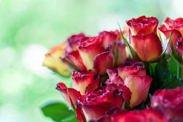 Schöne Rosenknospen
