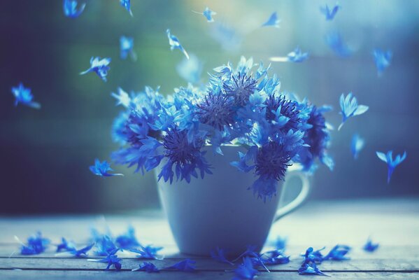 Fluffy blue cornflowers in a cup
