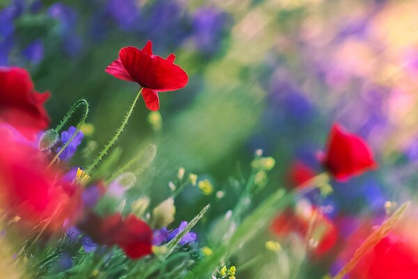 Champ de coquelicots. Le charme des fleurs sauvages