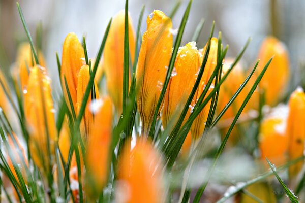 Tenderness in a winter flower garden among the snow