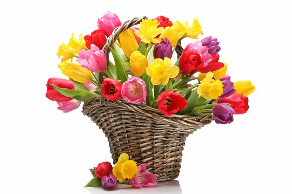 Bouquet of tulips and daffodils