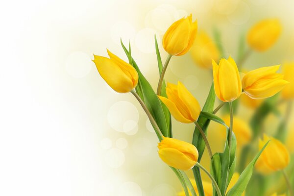 Tulipani gialli su sfondo bianco