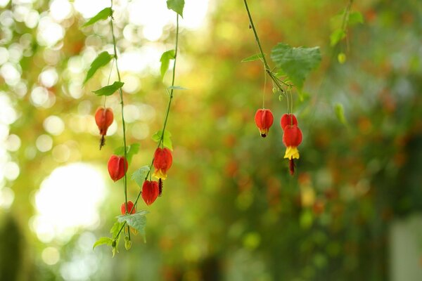 Rote Blüten an dünnen Zweigen