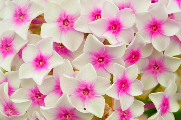 Flower bed white petals