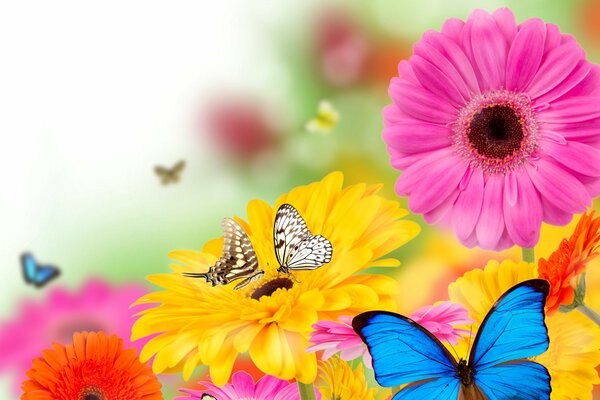 Gerberas multicolores con mariposas volando alrededor