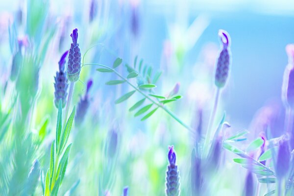 Boutons de fleurs aquarelles dans des tons violets