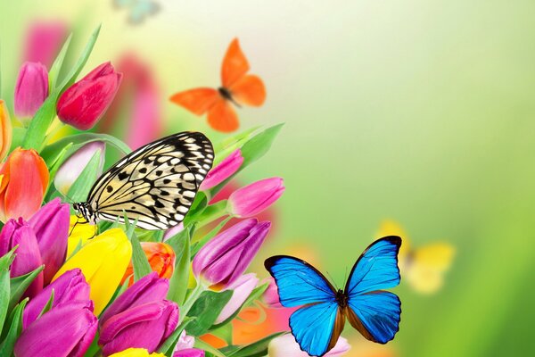 Abigarrado ramo de tulipanes que no florecen con coloridas mariposas sobre un fondo verde