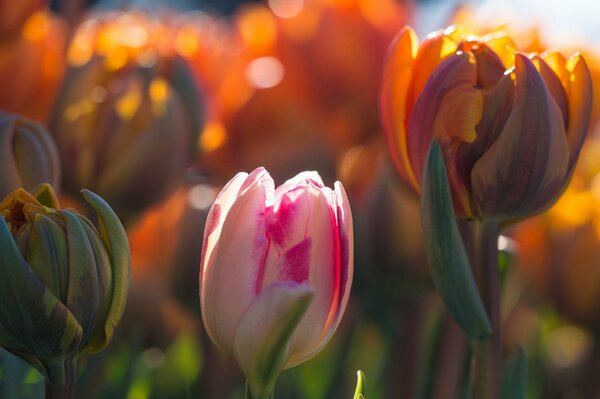 Macro photography of tulips in spring in bright light