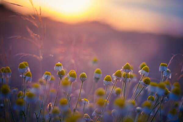 Chamomile field in the morning