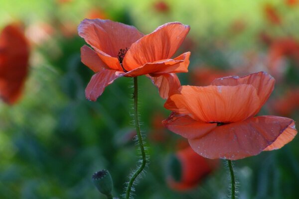 Red blooming poppies in the field