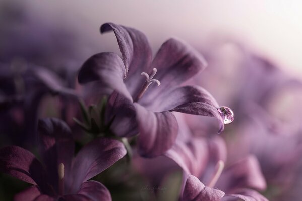 Goutte de rosée sur les cloches violettes