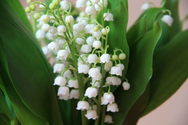 Bouquet of white lilies of the valley close-up