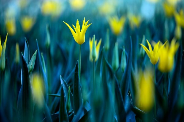 Fiori gialli luminosi