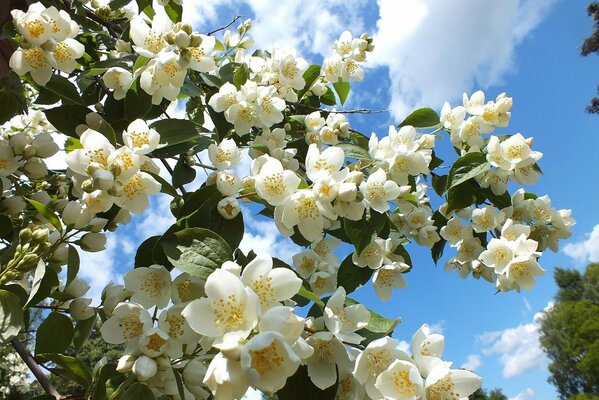 A blooming tree against the sky