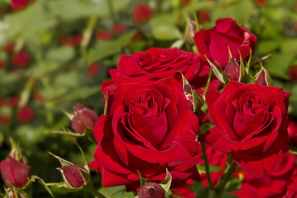 Rosas rojas en el campo