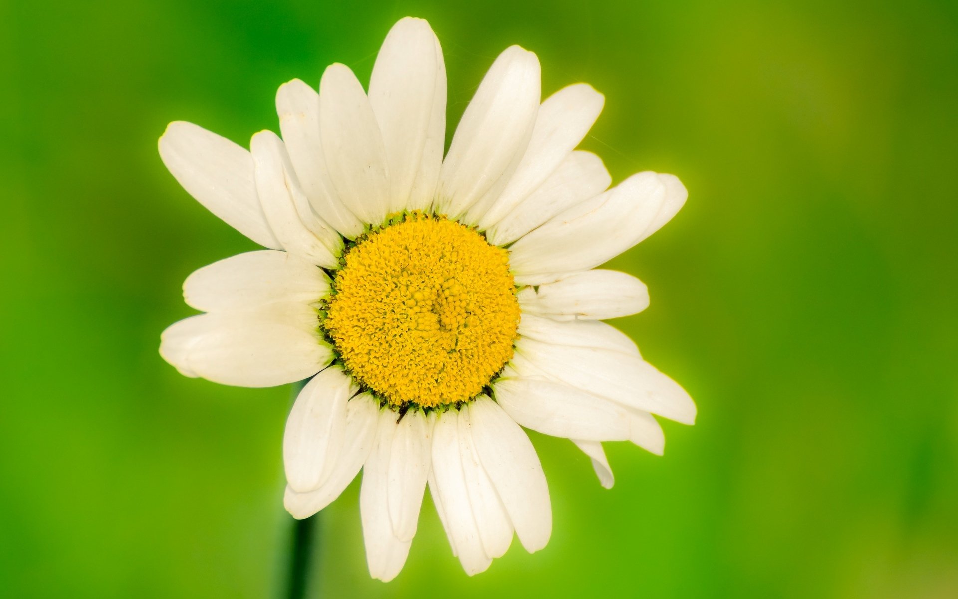 blumen blümchen blümchen blume kamille weiß grün hintergrund unschärfe tapete widescreen vollbild widescreen widescreen