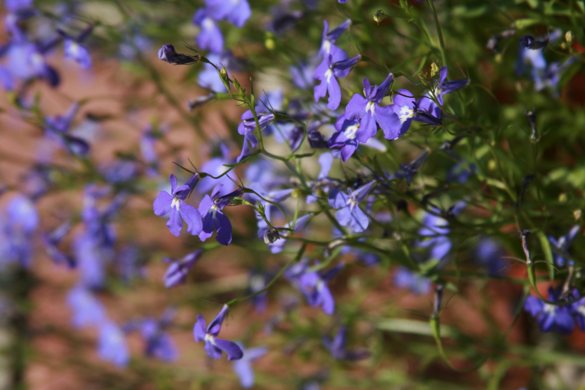 fiori fiore blu natura pianta fiori