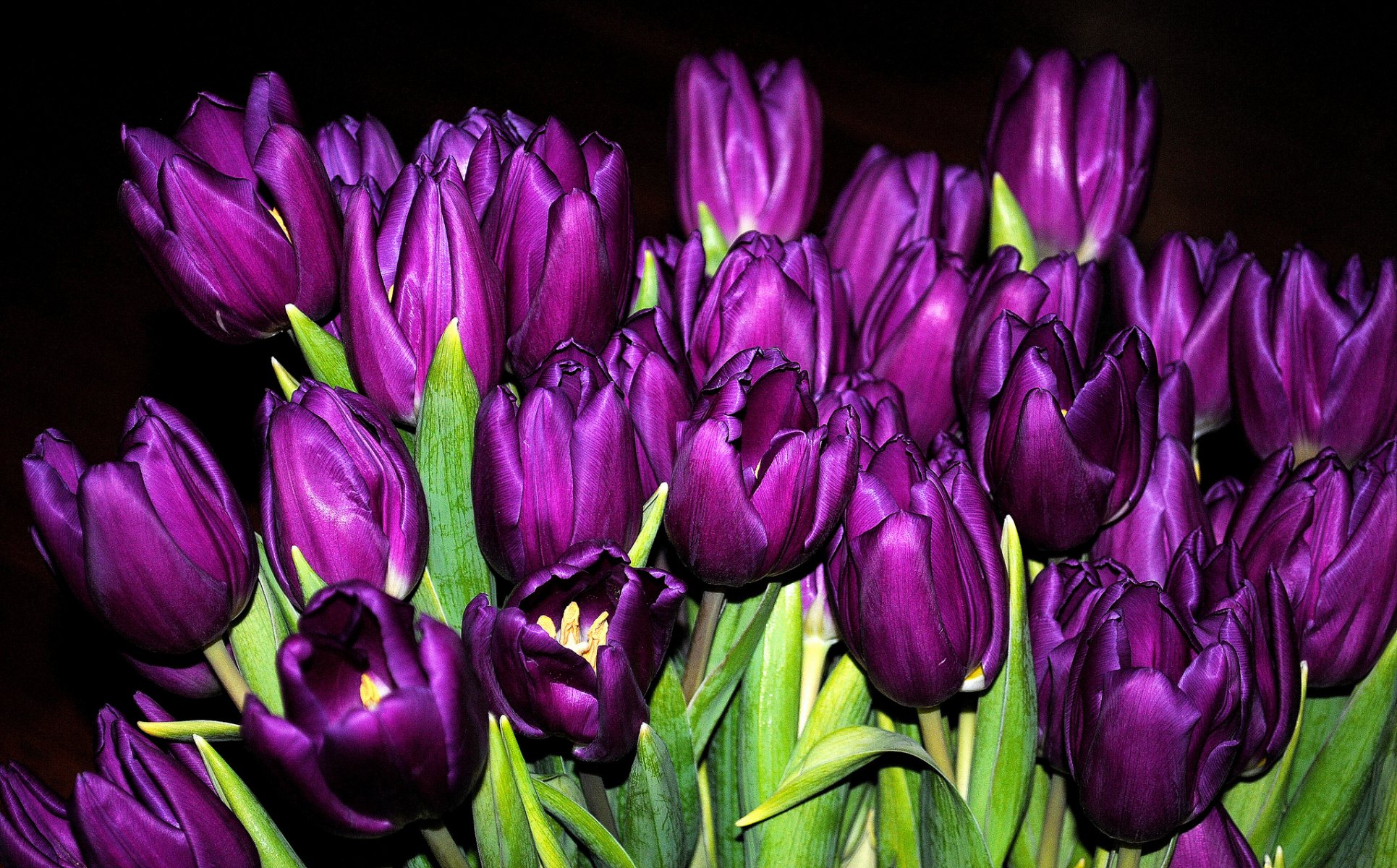 tulipes bourgeons bouquet violet