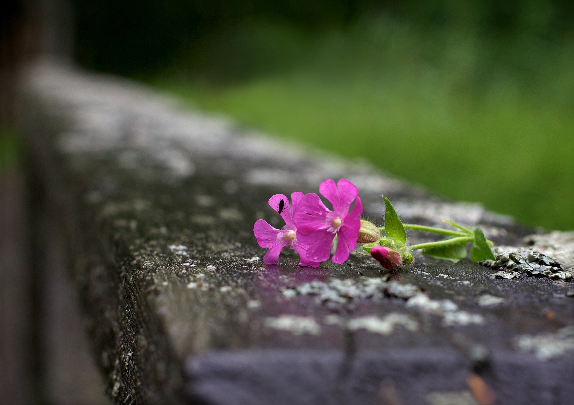 blumen rosa insekt bokeh