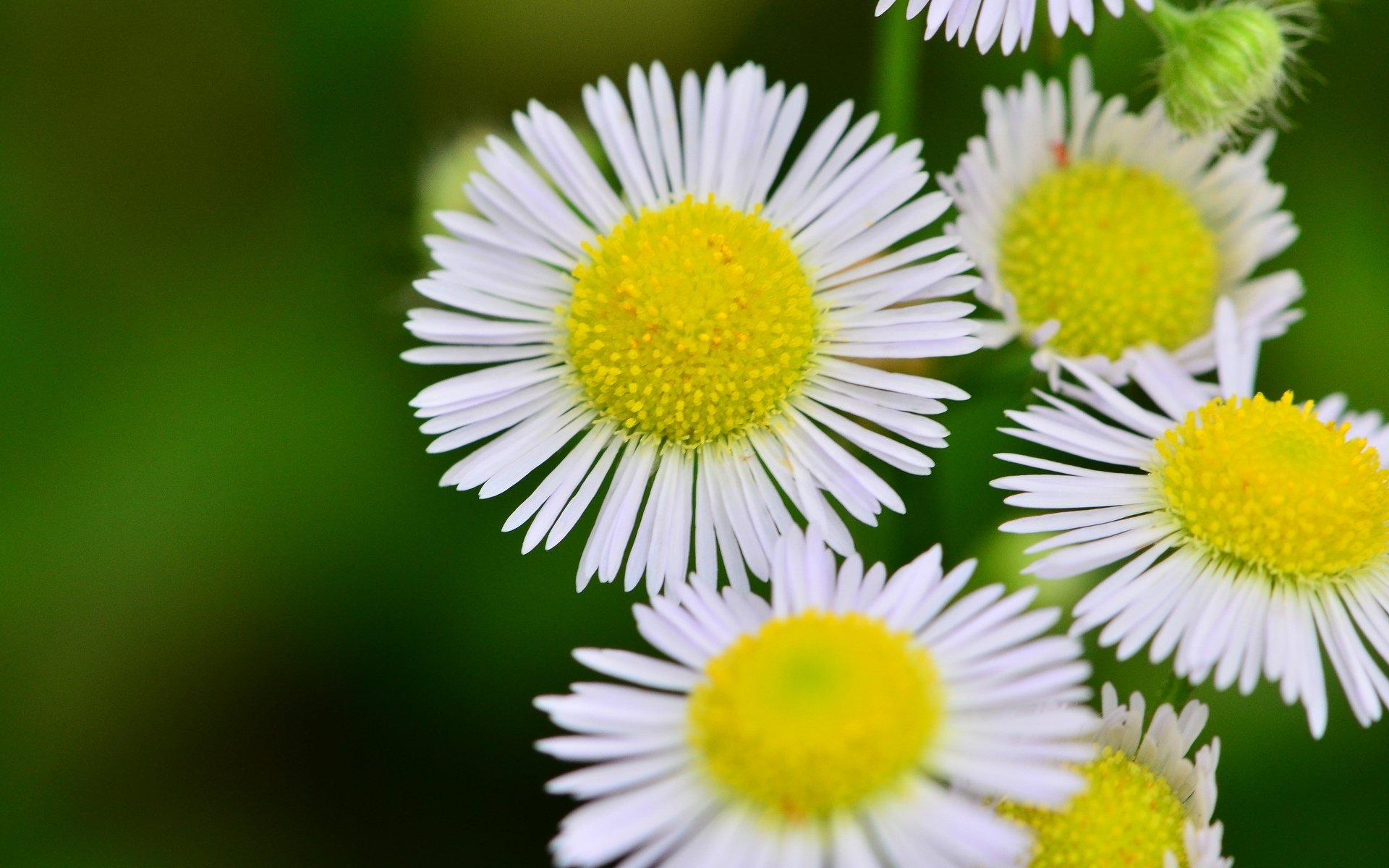 flowers flowers yellow white petals macro flower background wallpaper widescreen fullscreen widescreen widescreen