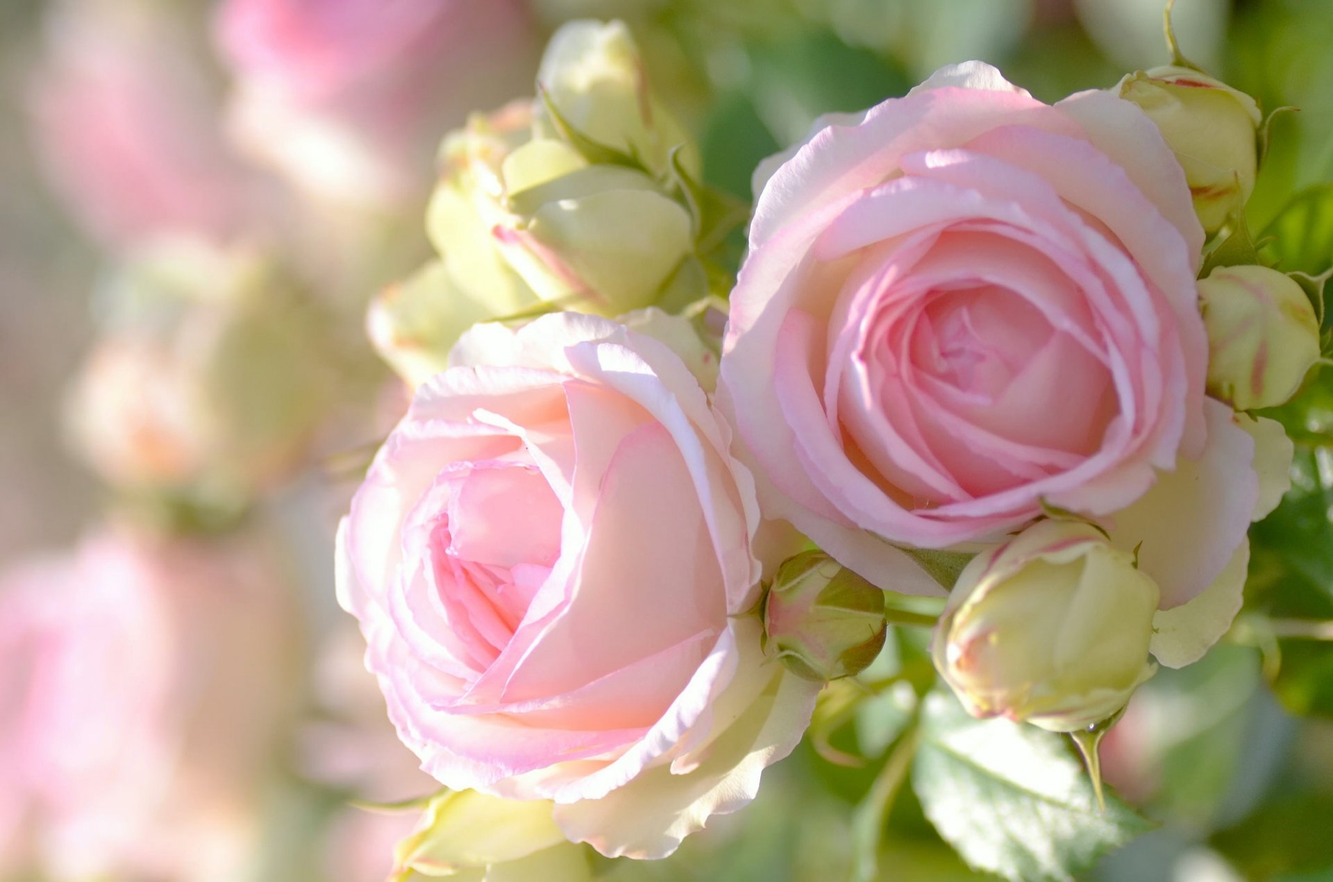 roses buds close up