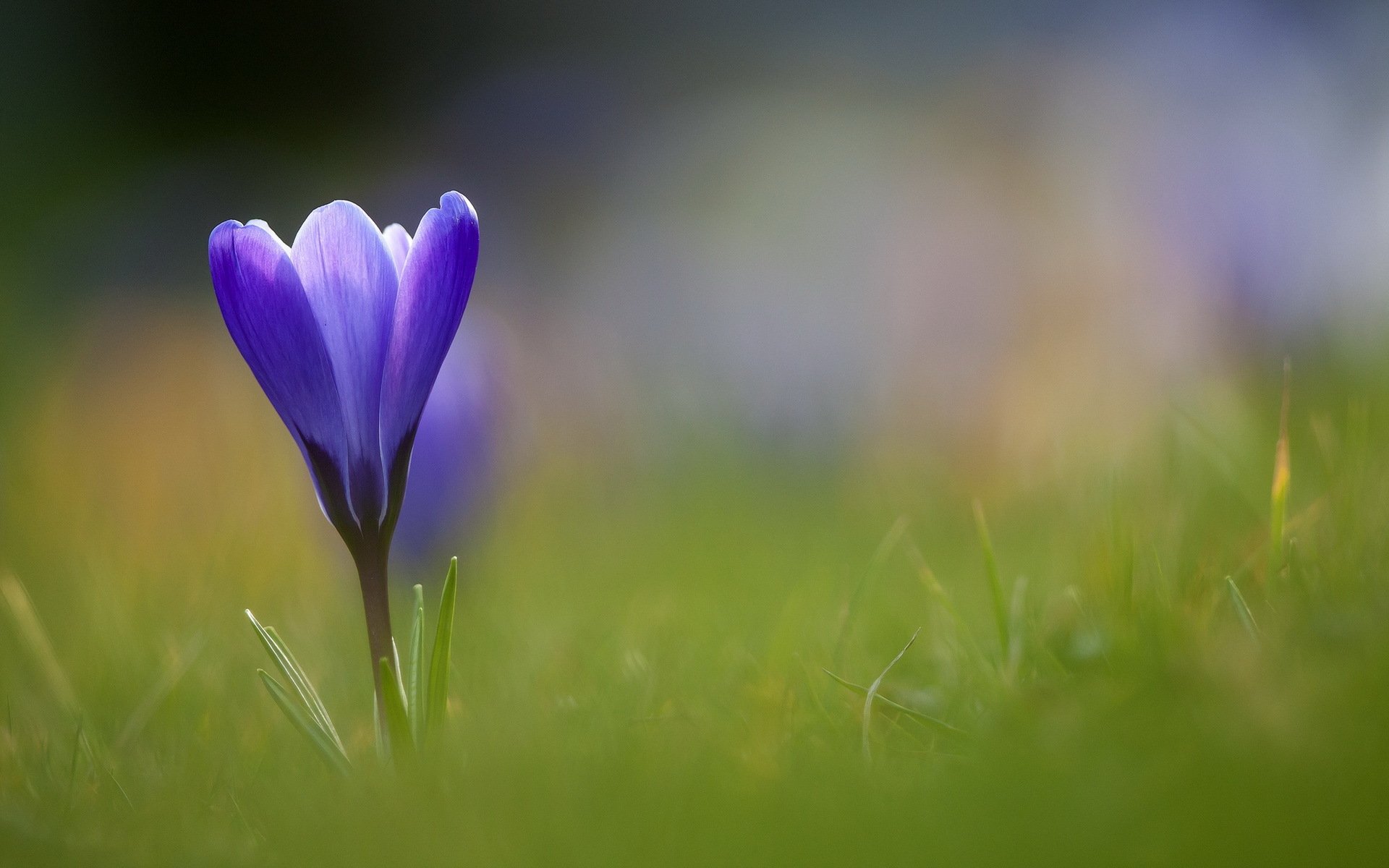 trawa kwiat niebieski krokus