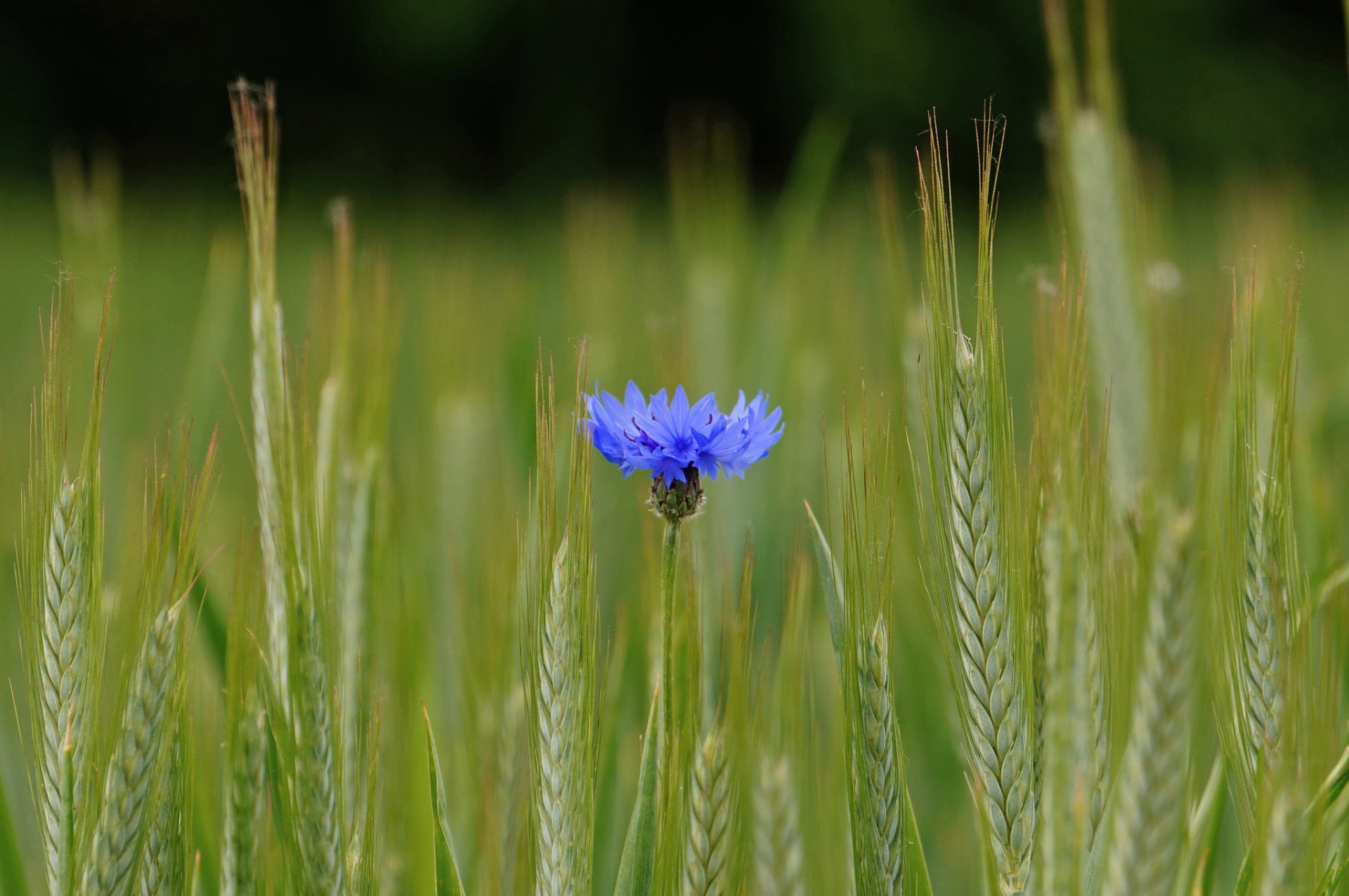 cheveux bleu fleur champ épis