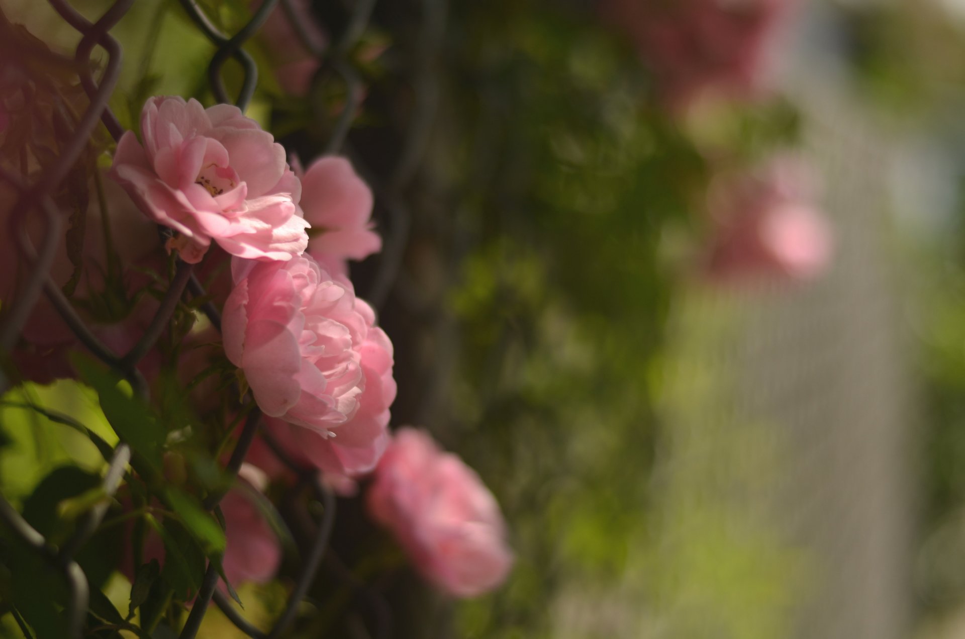 camellia pink flower petals fence close up blur