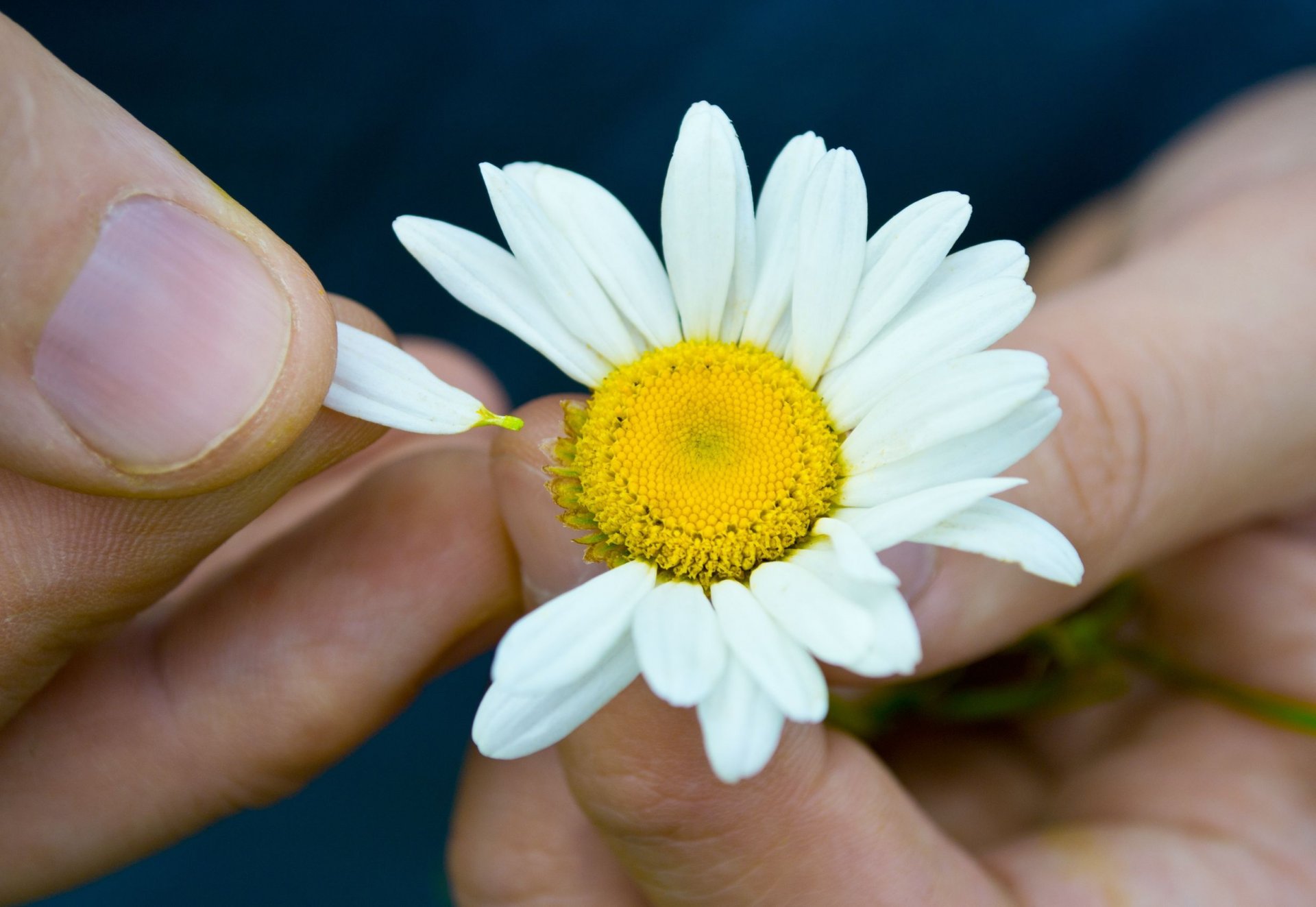 fiori fiori fiorellino margherita mani ragazza sfondo carta da parati widescreen schermo intero widescreen widescreen