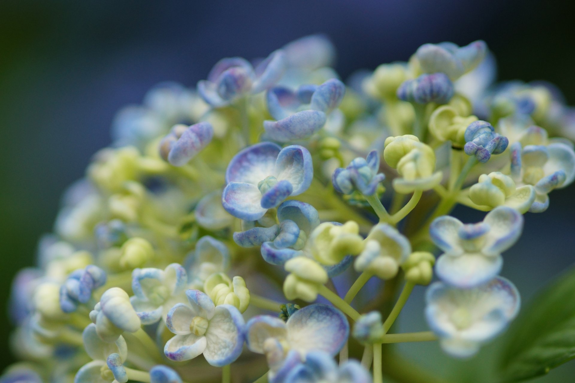 flower close up hydrangea white purple bud