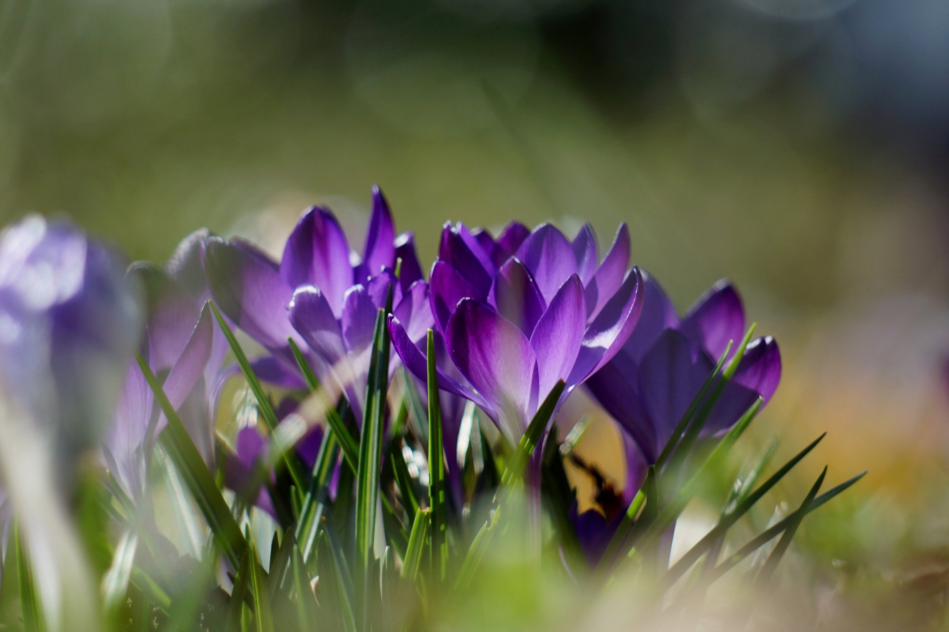 crocus printemps fleurs nature herbe