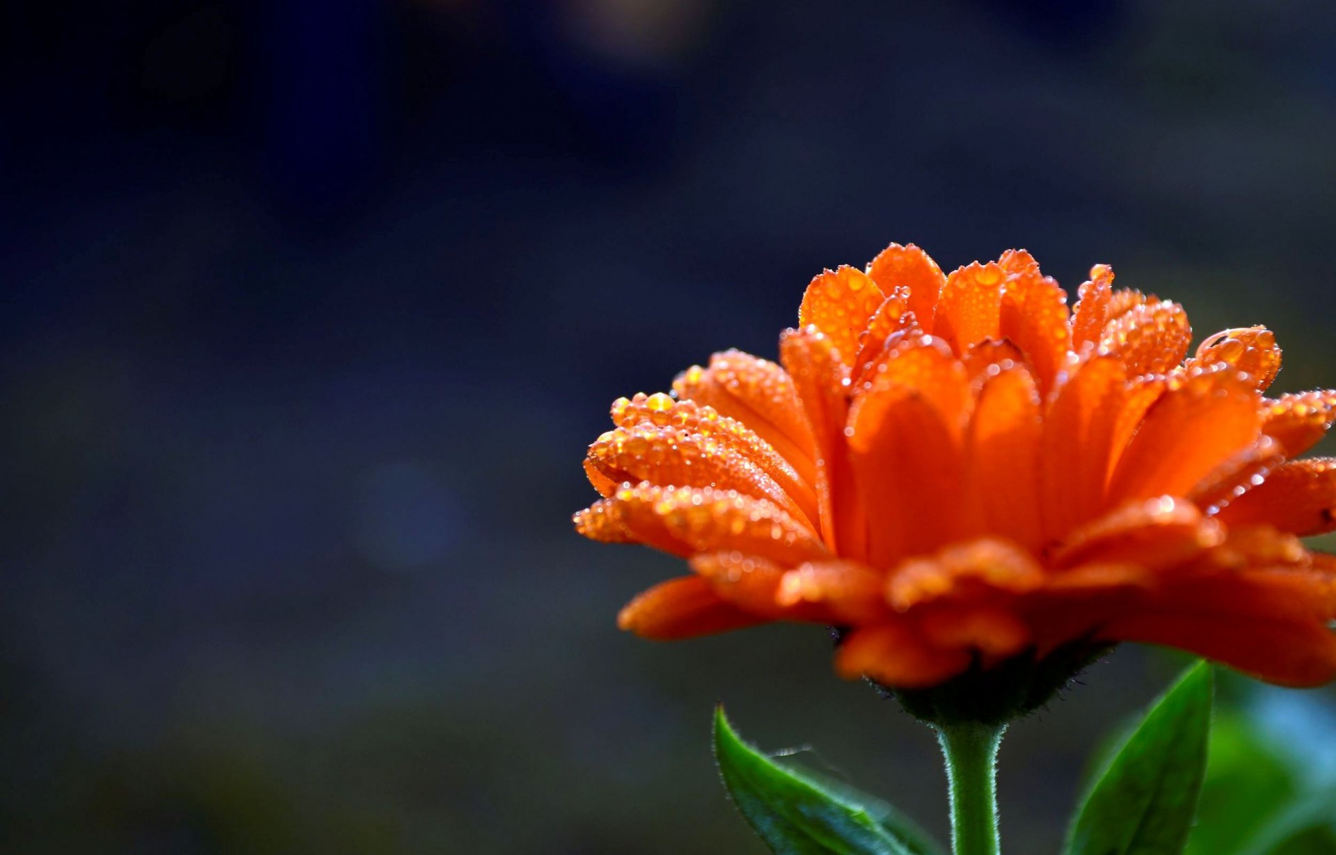 blumen blume blume blütenblätter tau tropfen wasser orange unschärfe bokeh hintergrund tapete widescreen vollbild widescreen widescreen