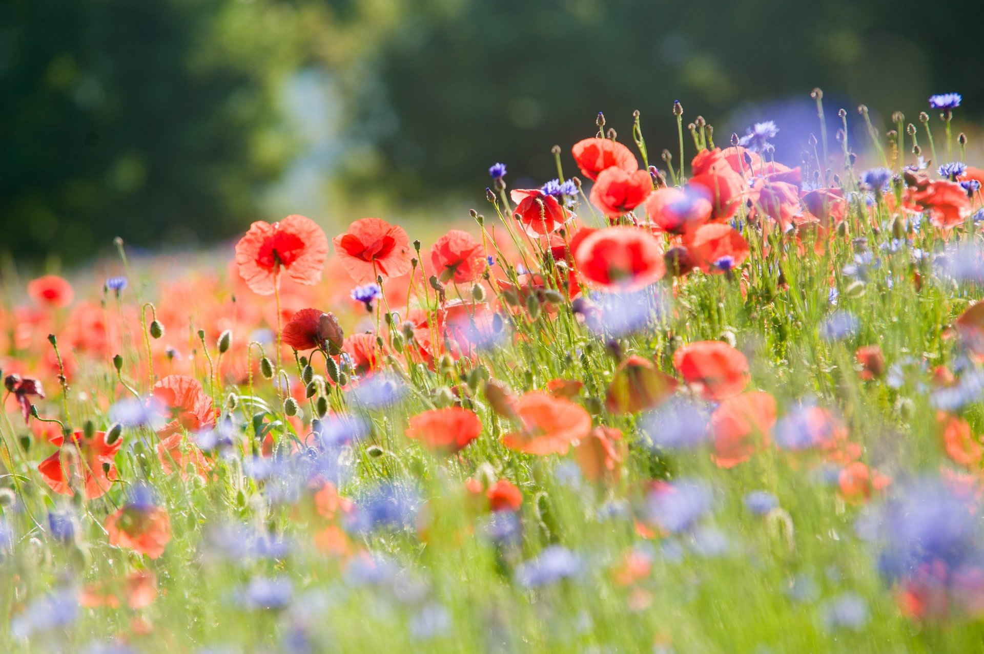 amapolas acianos flores campo luz verano naturaleza desenfoque