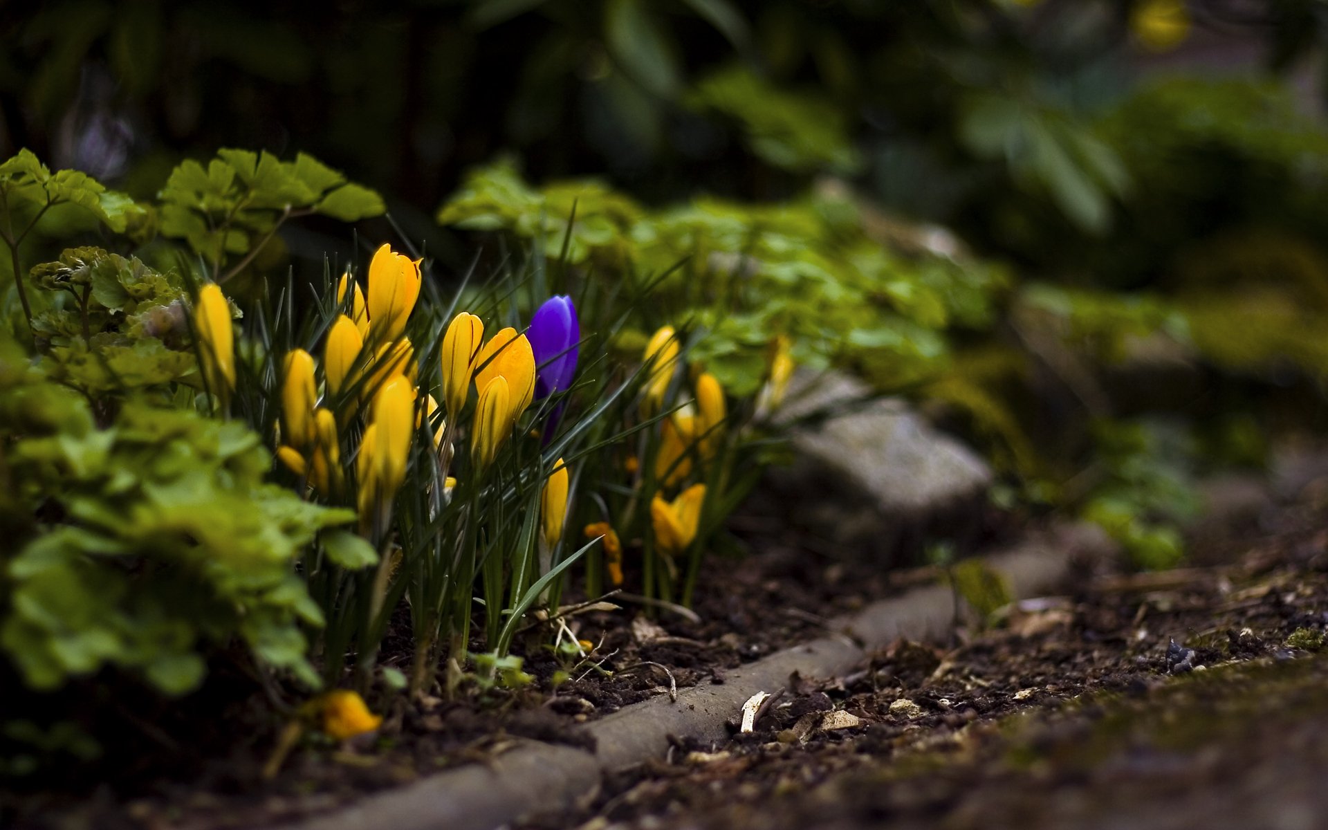 frühling blumen krokusse gras boden makro blätter